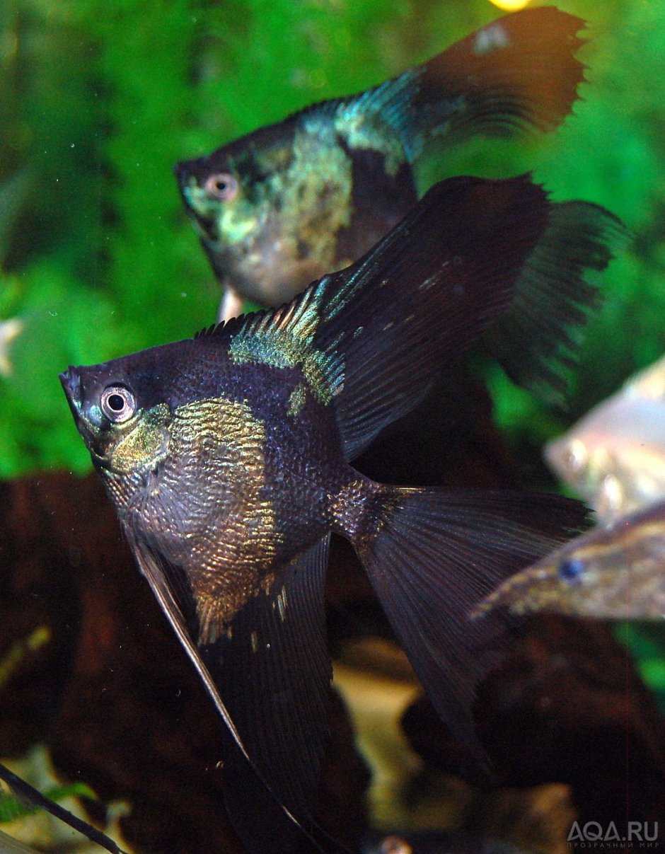 Скалярия Параиба голубой Фантом