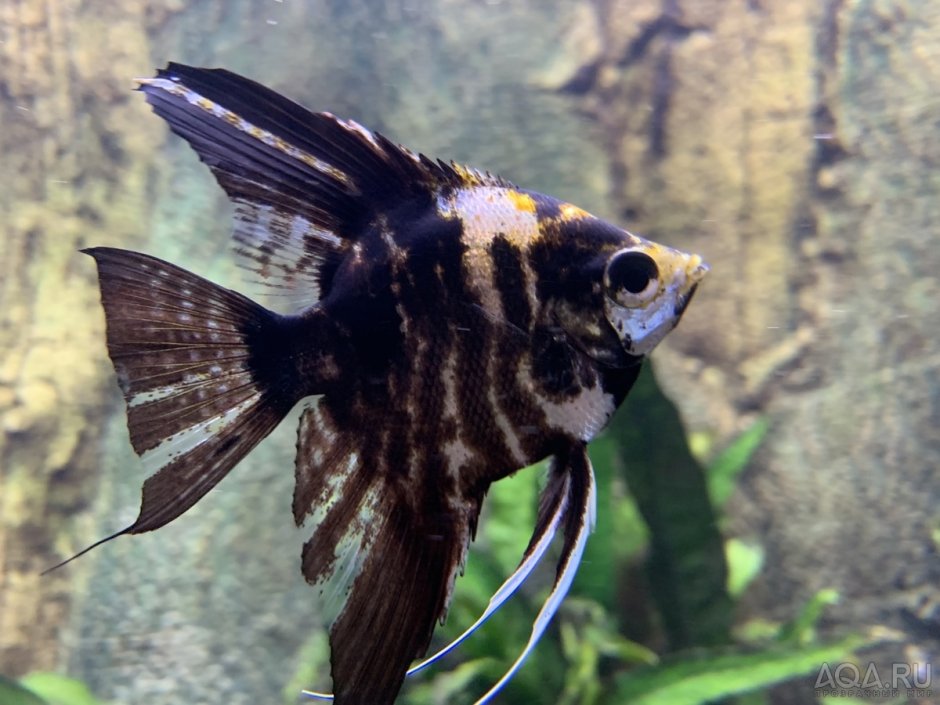 Рыбка Скалярия мраморная