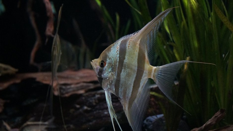 Скалярия Параиба Фантом