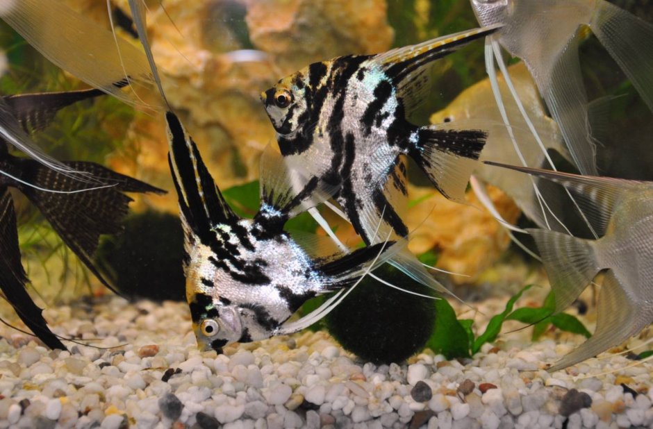 Водянка у скалярии