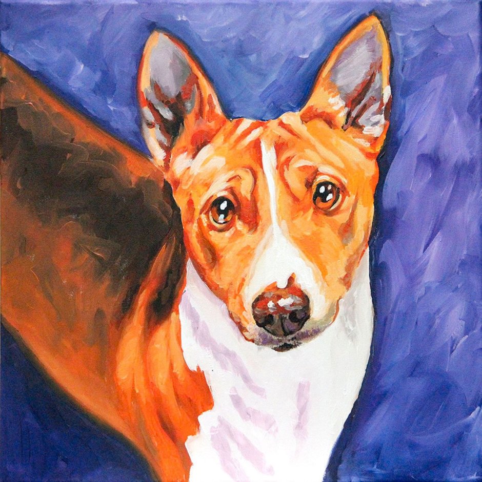 Абрис басенджи