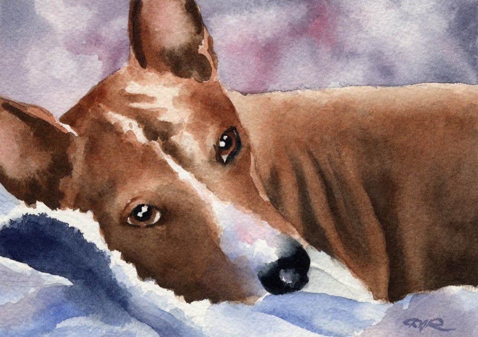 Басенджи картина