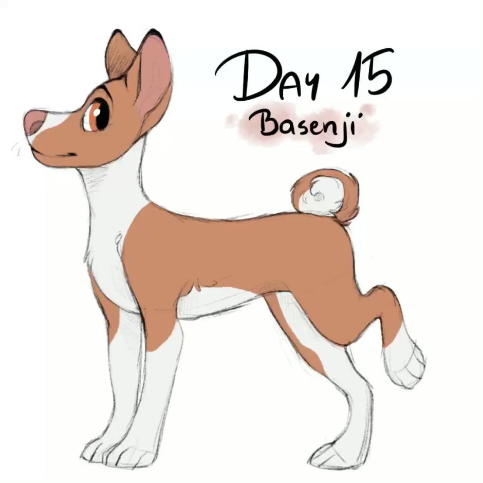 Открытки с басенджи