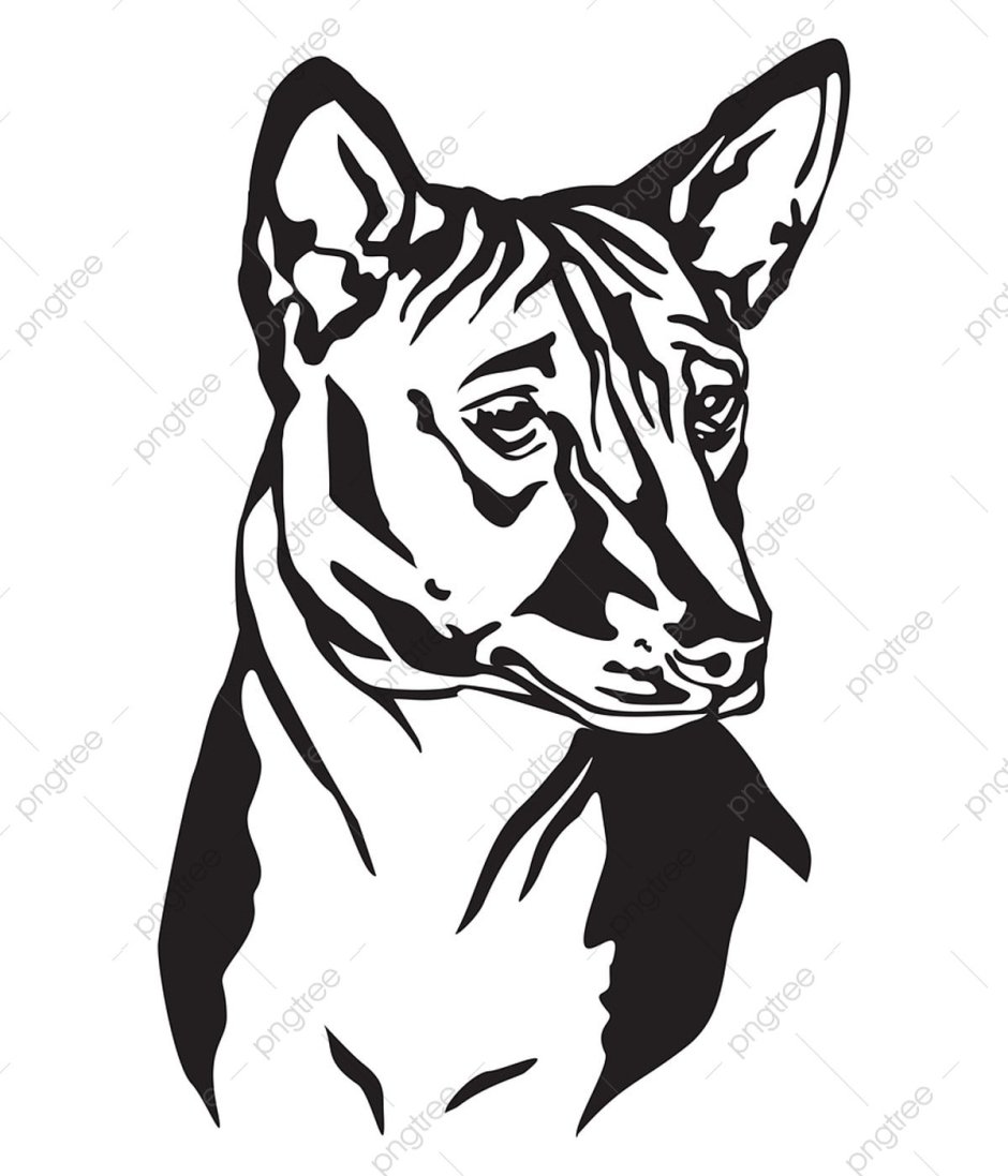 Басенджи трафарет