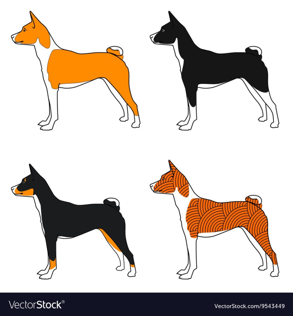 Басенджи расцветки