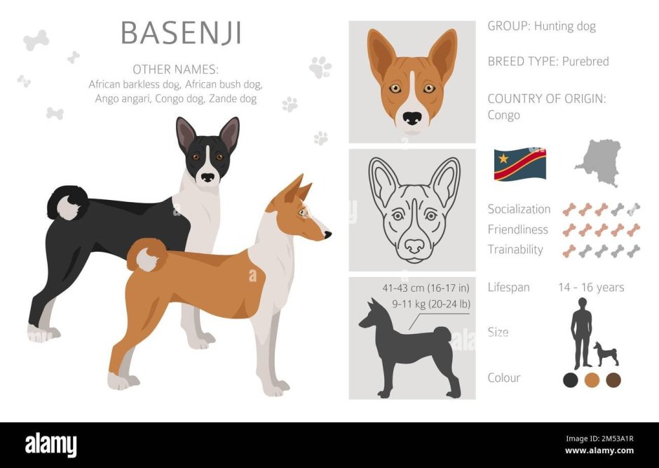 Басенджи сравнение с корги