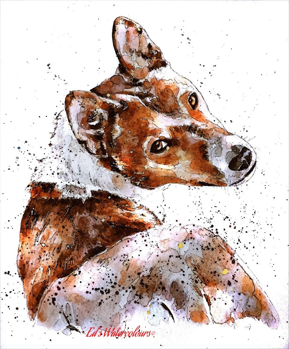 Басенджи рисунок