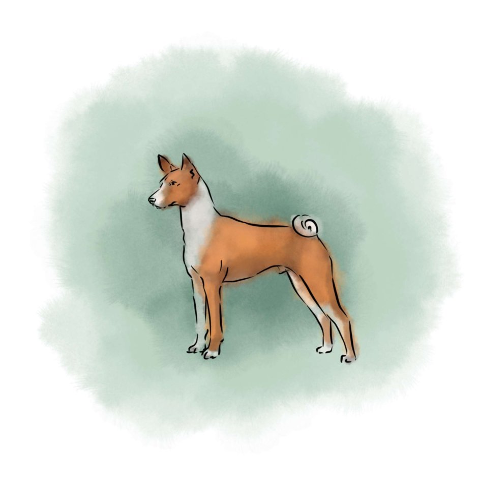 Басенджи виляет хвостом