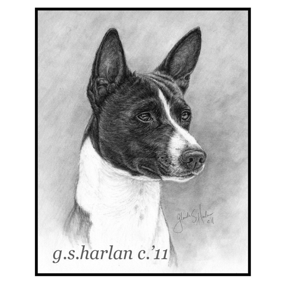 Басенджи черная рисунок