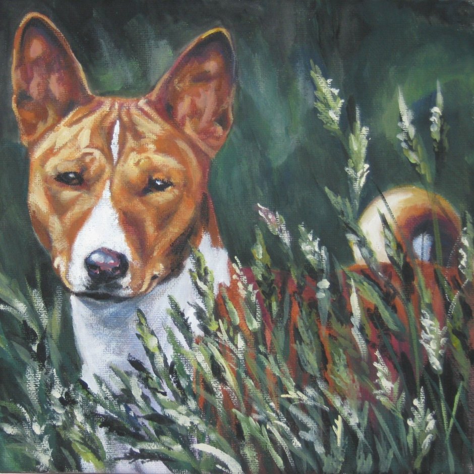 Басенджи портрет