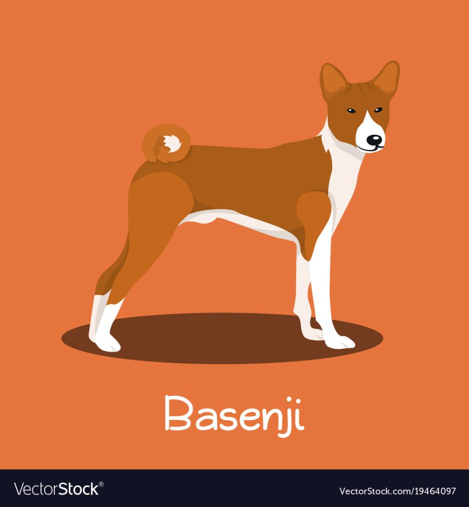 Басенджи вектор декор