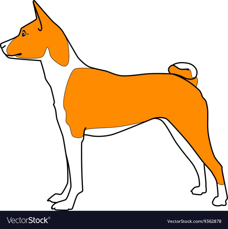 Басенджи силуэт