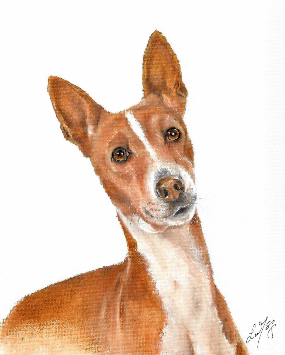 Картина 5 басенджи