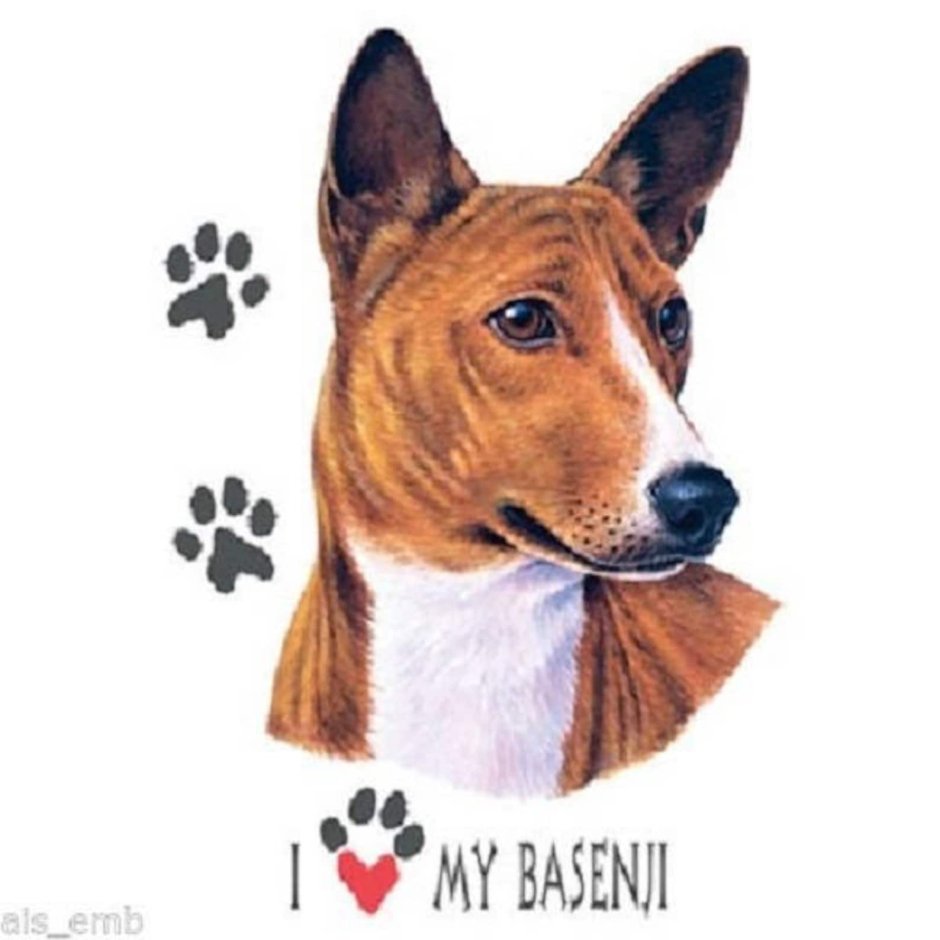 Басенджи портрет