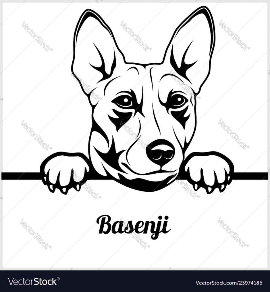 Басенджи силуэт