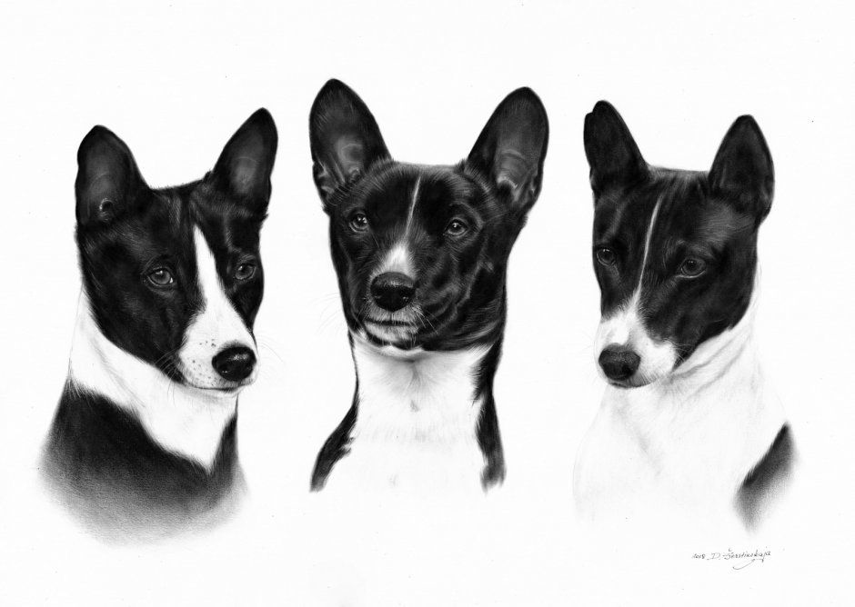 Рисунки собак басенджи