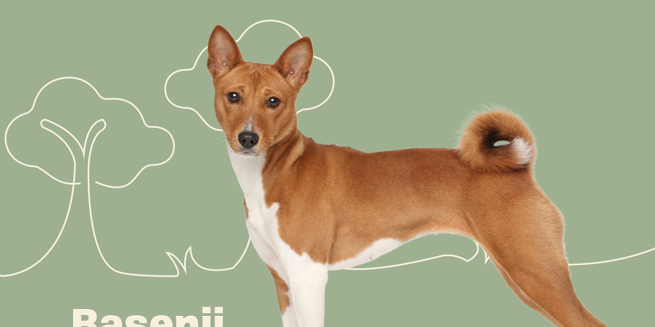 Басенджи стандарт породы