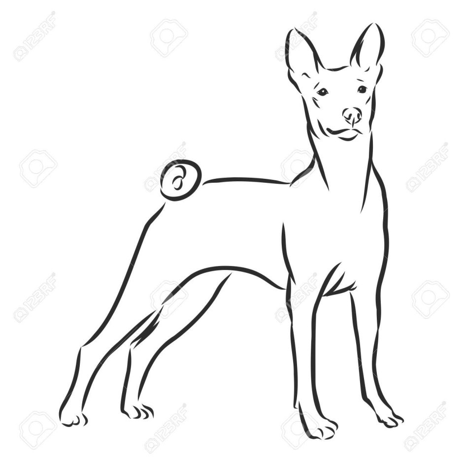 Басенджи вектор