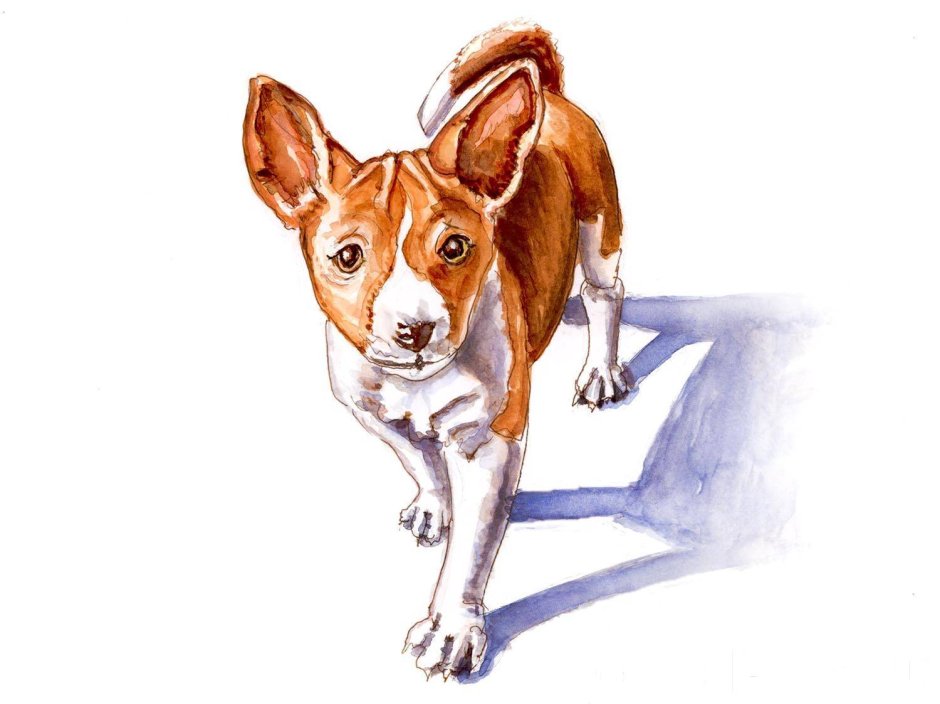 Собака породы басенджи рисунок