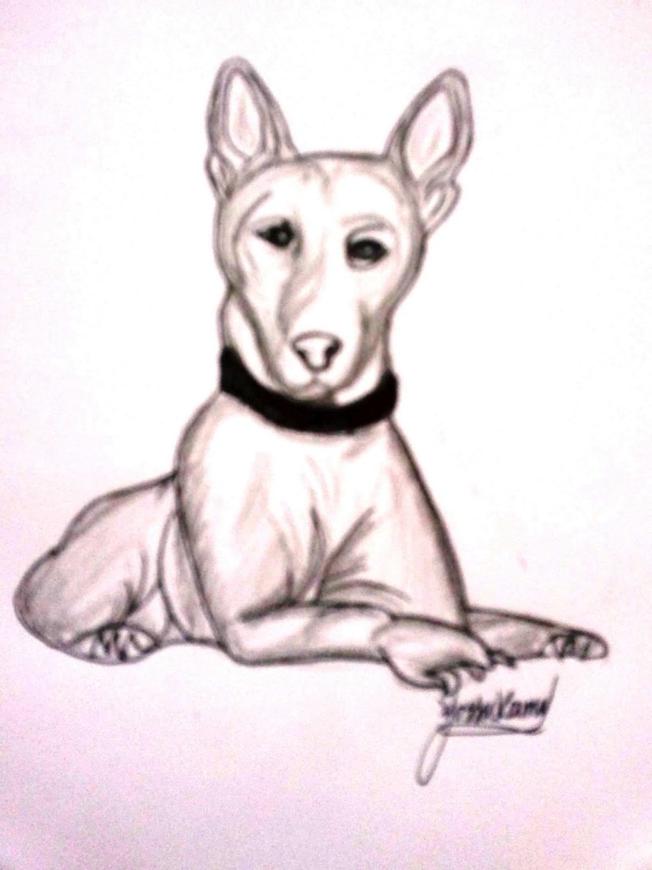 Басенджи тату эскиз