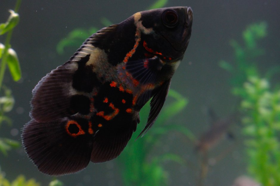 Аквариумные рыбки черного цвета