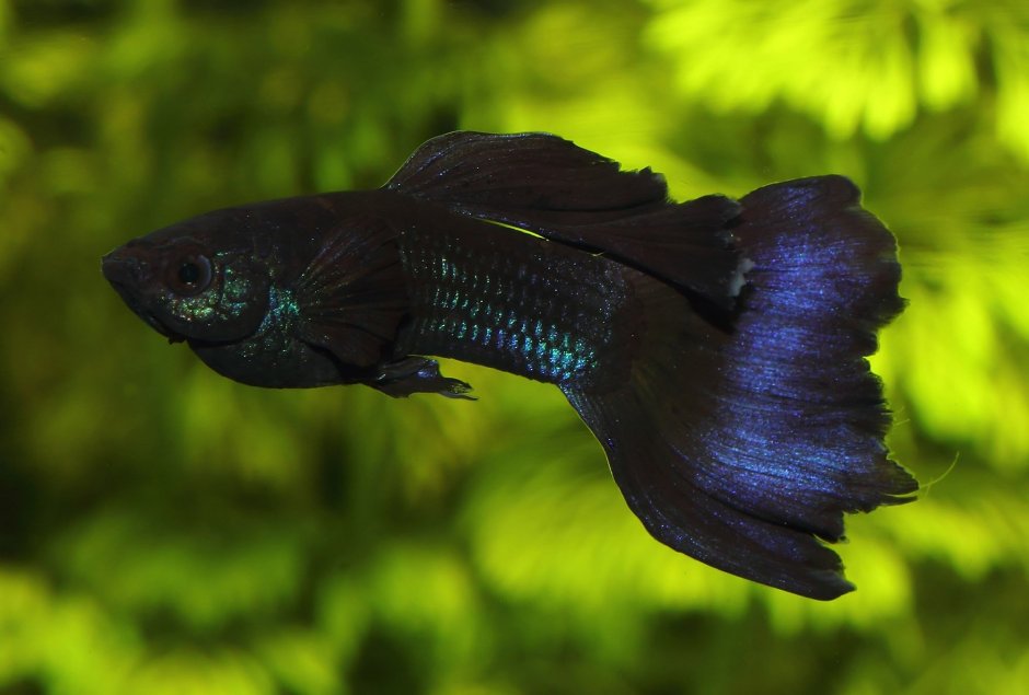 Гуппи аквариумные черные