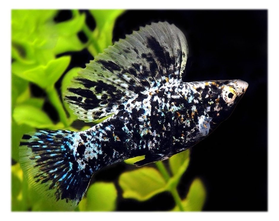 Моллинезия парусная Велифера