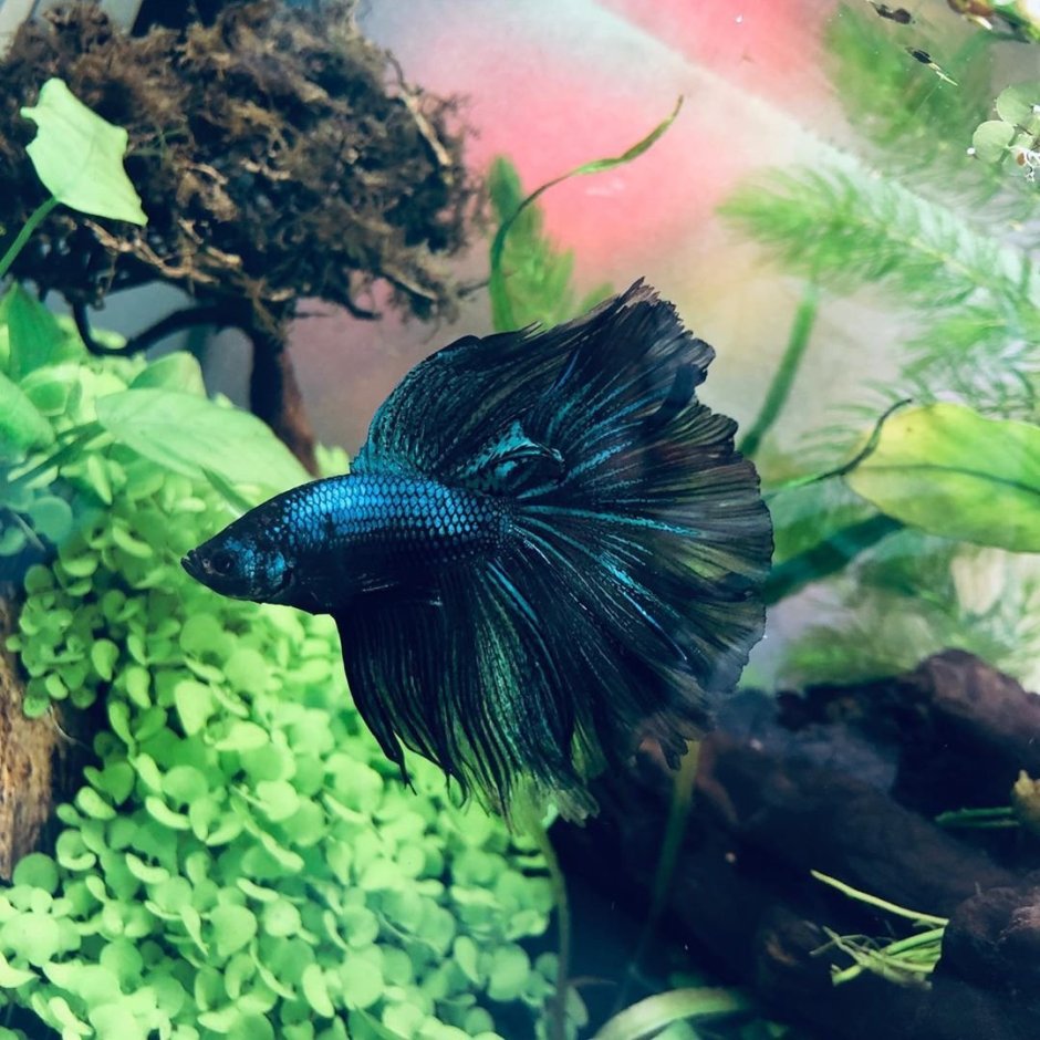 Аквариумная рыбка петушок черный