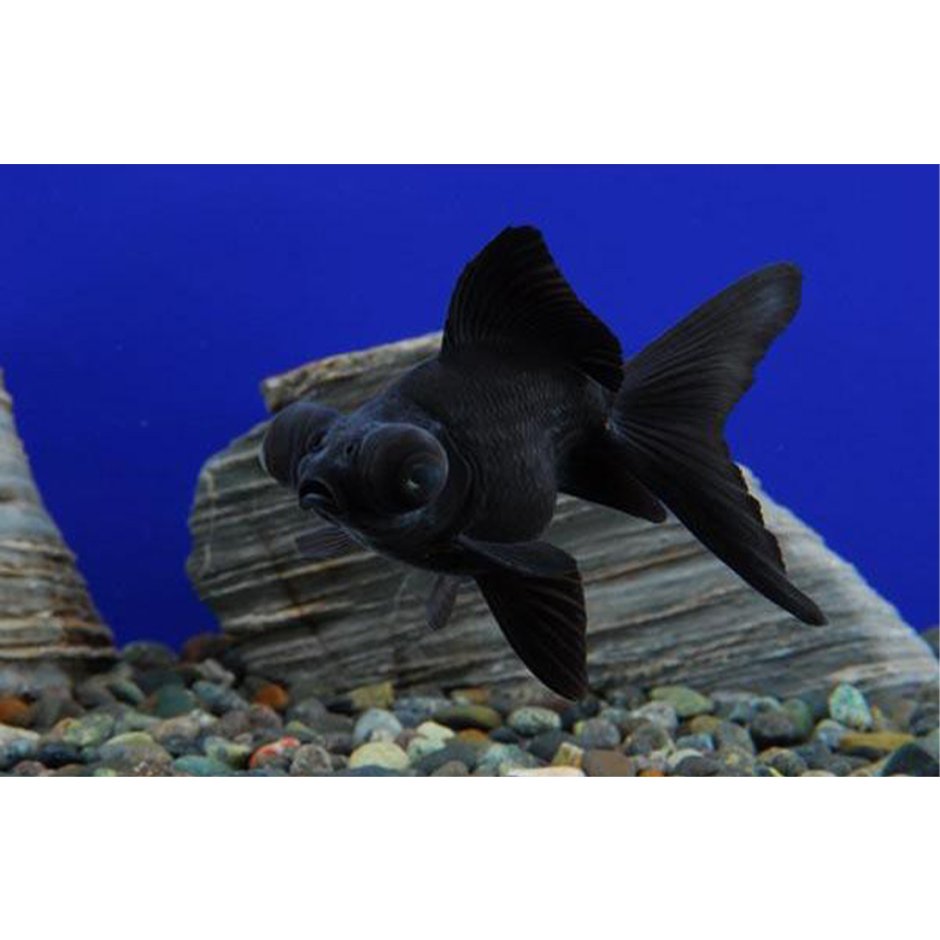 Рыбка телескоп черный