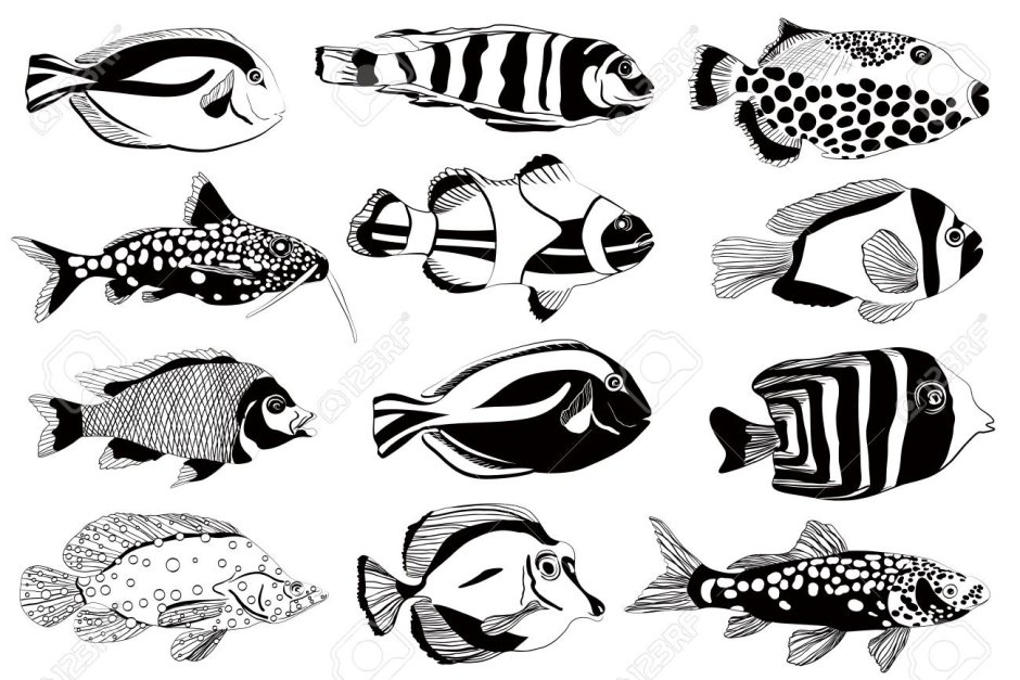 Черно белые аквариумные рыбки