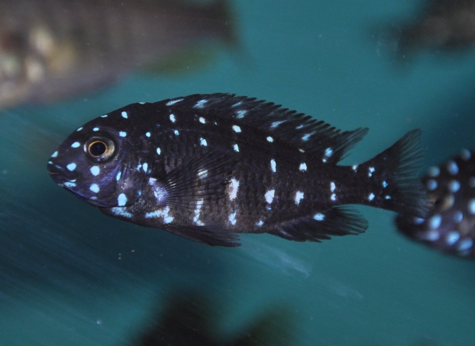 Трофеус Дубоиси