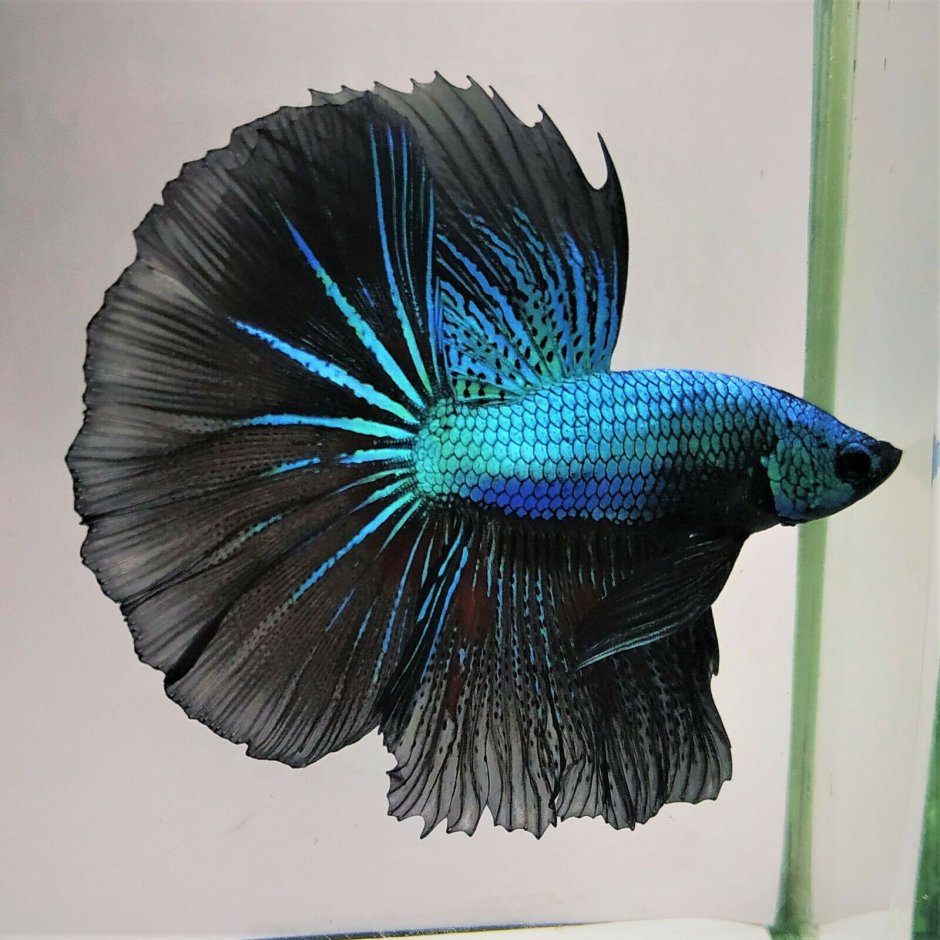 Giant Betta