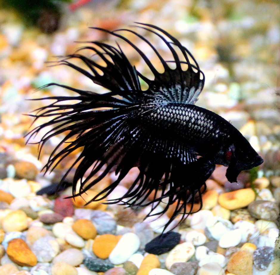 Петушок коронохвостый аквариумная