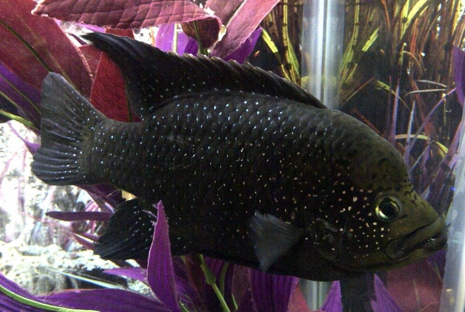 Рыбки цихлиды черные