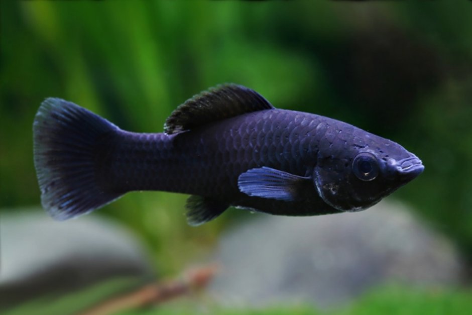 Чёрная Молли (Моллинезия)