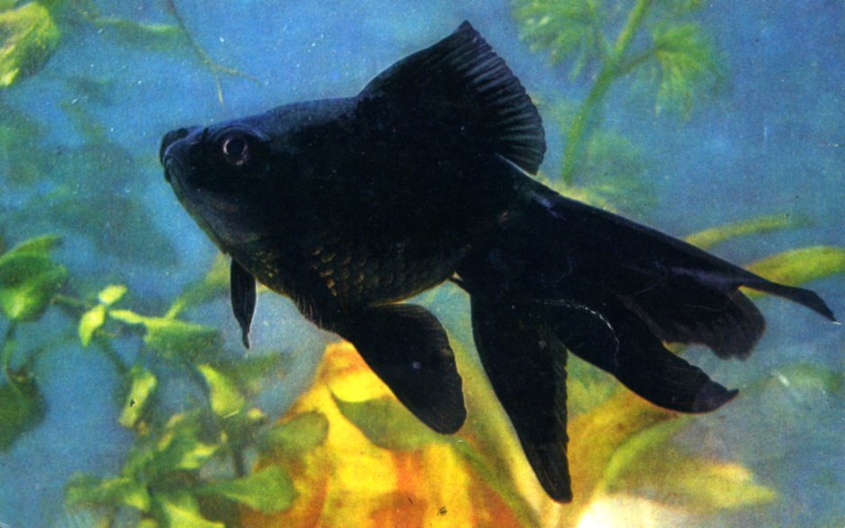 Телескоп рыбка аквариумная черная