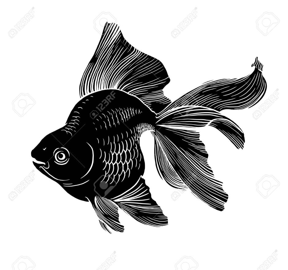 Золотая рыбка черно белая