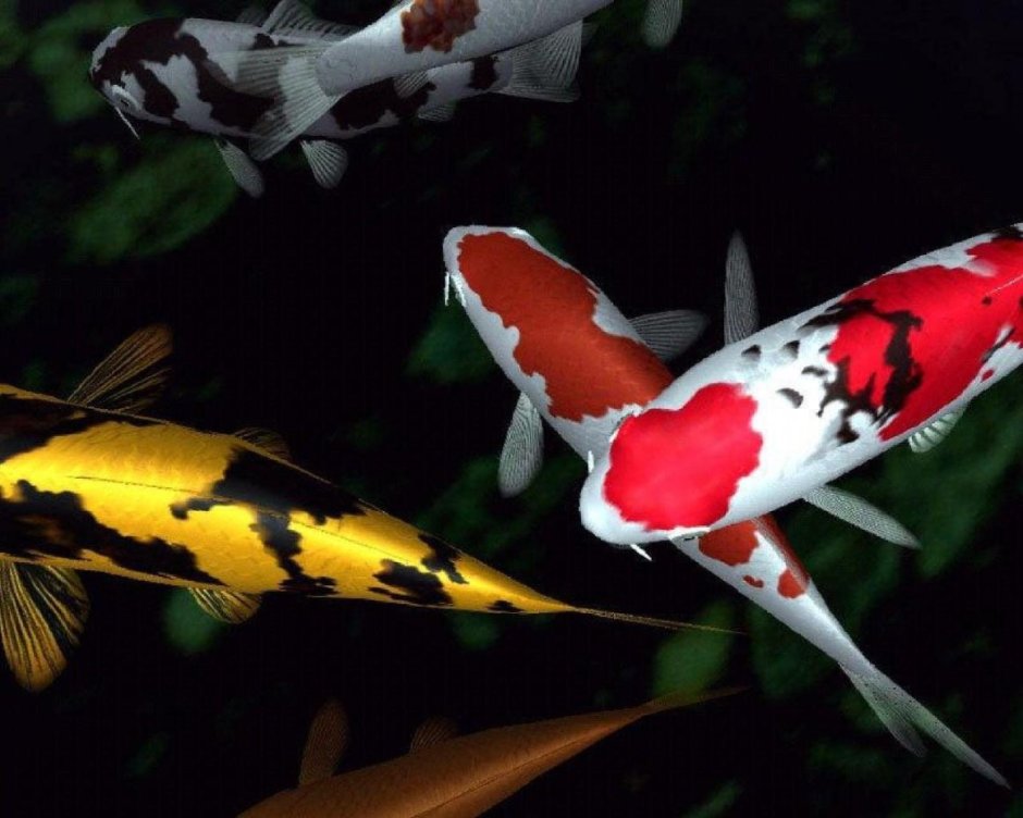 Рыбки японские карпы кои