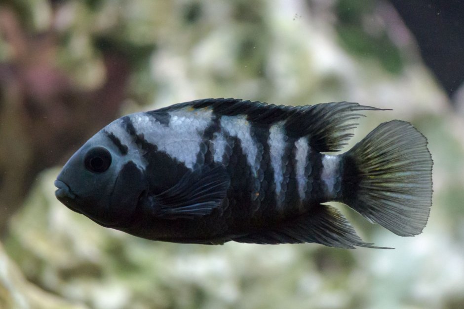 Цихлиды цихлазома чернополосая