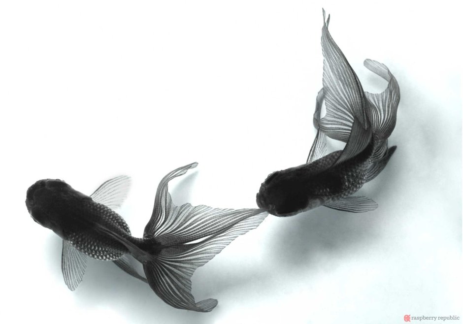 Рыбки вид сверху