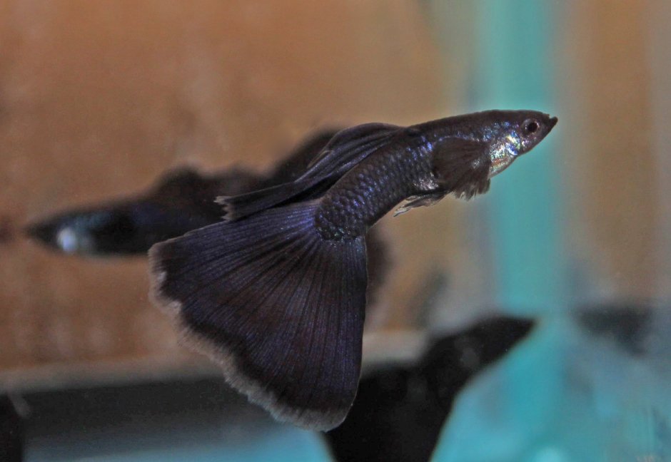Гуппи черный принц