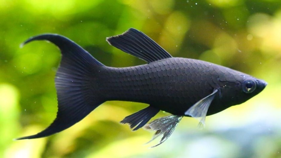 Чёрная Молли (Моллинезия)