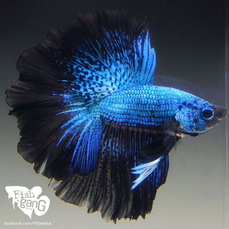 Черно синяя рыбка