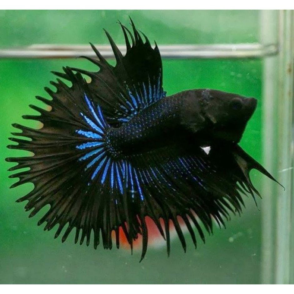 Рыбка петушок коронохвостый