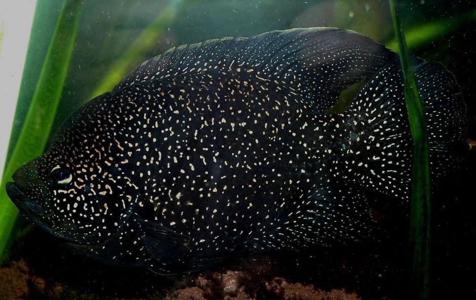 Паратиляпия поллени