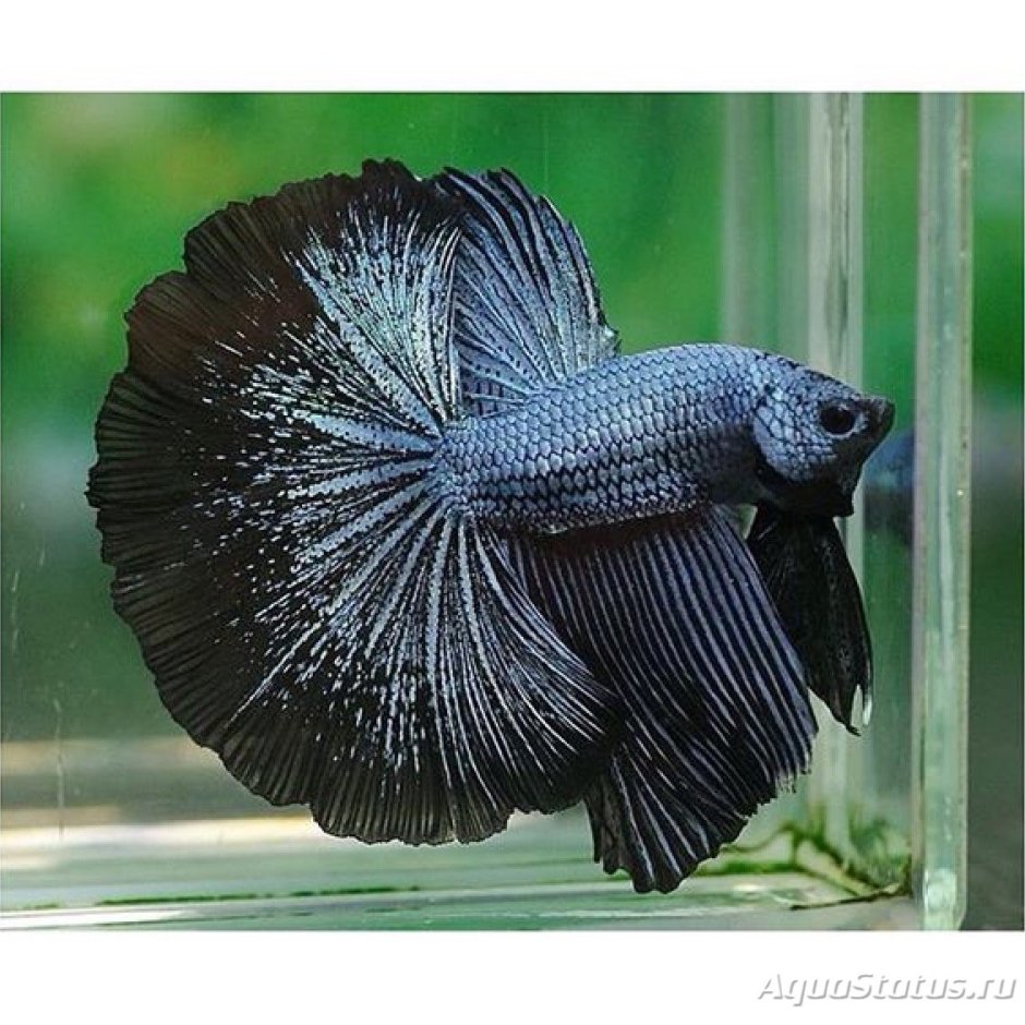 Giant Betta