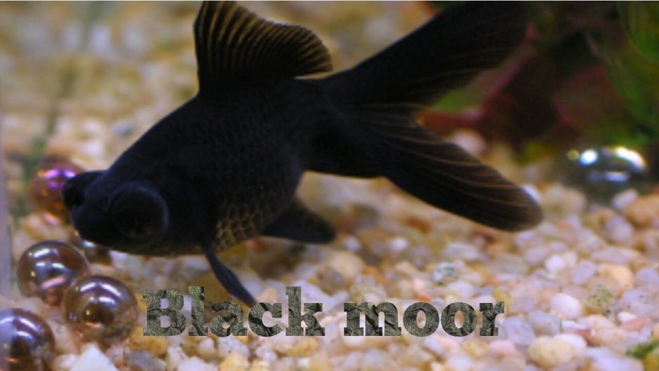 Золотая рыбка телескоп черный