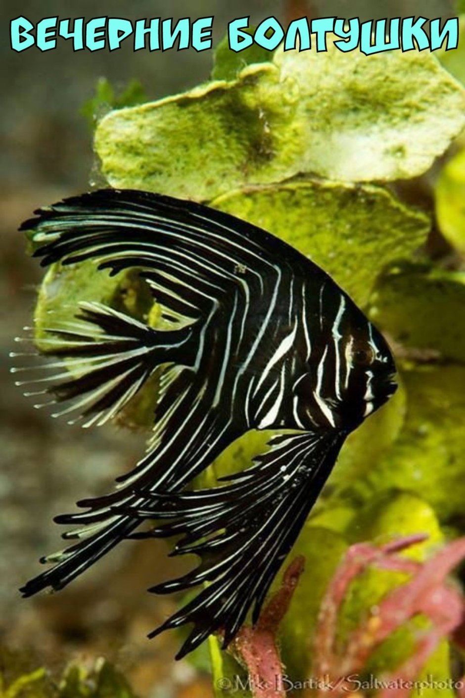 Морские скалярии