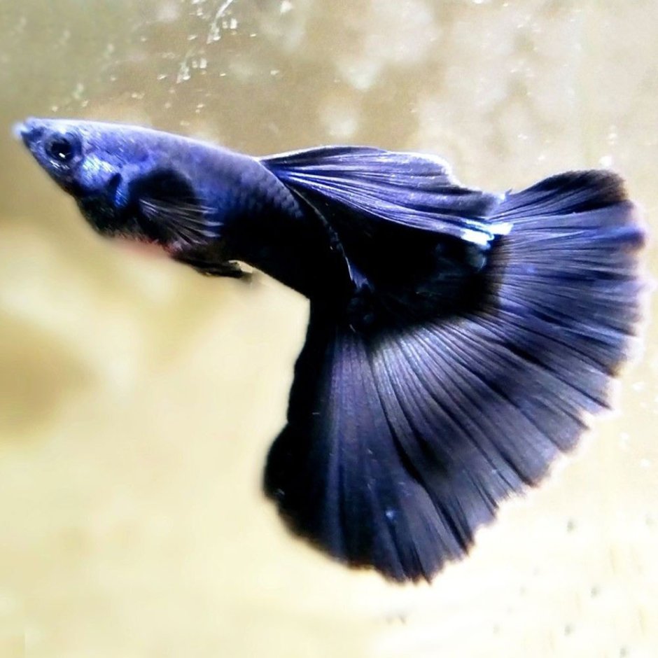 Гуппи черный принц