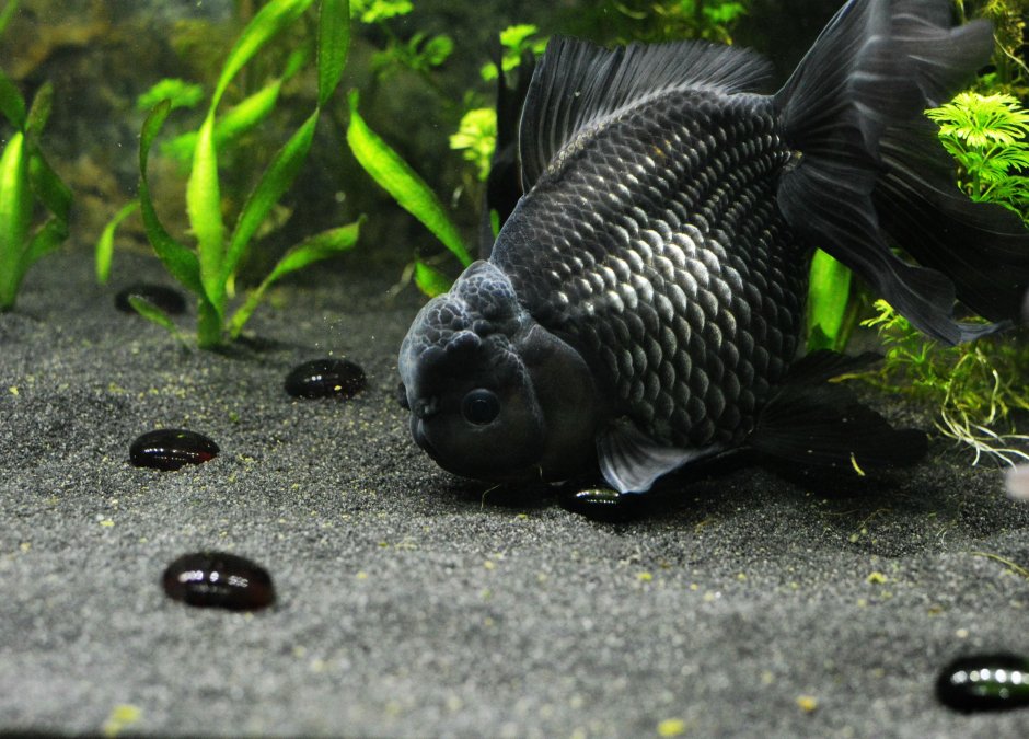 Чёрная Оранда аквариумная